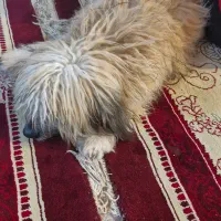 سگ شیتزو نر|سگ|جیرفت, |دیوار