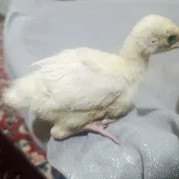 جوجه بوقلمون ۱۸ روزه نژاد رویال پالم و نارگنست