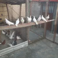کبوتر پتی والا