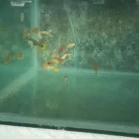 ماهی های درجه 1و 1|ماهی|تربتحیدریه, کلاته توکلی|دیوار