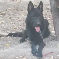 ژرمن شپرد بلک|سگ|اصفهان, زیار|دیوار