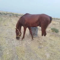 اسب نریان
