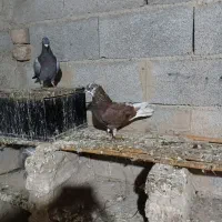 تکپر سرخ خال سیاه