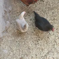 مرغ محلی تخم گذار
