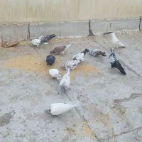 کبوتر پرشی|پرنده|پاکدشت, پاکدشت (مامازند)|دیوار