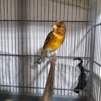 سهره قناری|پرنده|اسلام‌شهر, شهرک سالور|دیوار