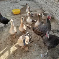 غاز وبوقلمون