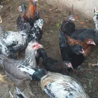 مرغ خوروس
