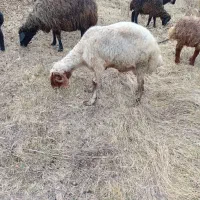 گوسفند نر ۴ساله کیلو ۳۲۰