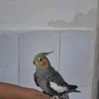 عروس هلندی سخنگو ۴ماهه