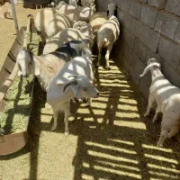 گوسفند