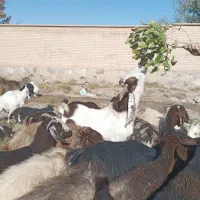 نربز شاخ گلابی اصل