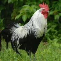 فروش دوعدد خروس