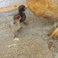 مرغ جوجه دار.