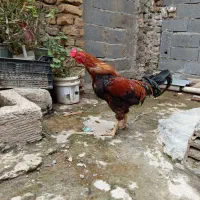 خروس|حیوانات مزرعه|جلین, |دیوار