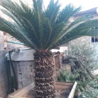 گل سیکاس بزرگ و زیبا با تنه یک متری