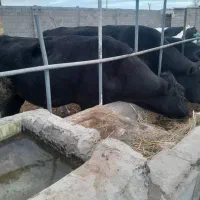 ۳ راس گوساله نر چاق|حیوانات مزرعه|تفت, |دیوار