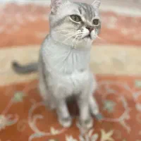 ماده بریتیش بلک وایت فحل شده یکساله