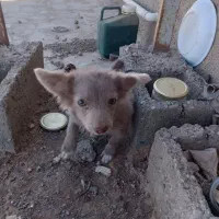 سگ بازیگوش|سگ|سبزوار, پاسداران|دیوار