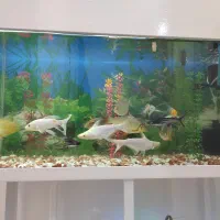 پنکوس سفید جفت|ماهی|اراک, |دیوار