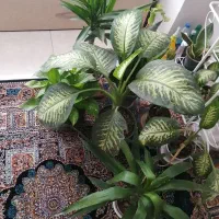 تعدادی گل آپارتمانی