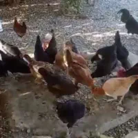 محلی اصل|حیوانات مزرعه|رودخانه, |دیوار