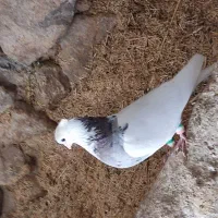 کبوتر طوقی|پرنده|شهرضا, |دیوار