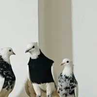 نر طوقی سیاه و زرین فوق درشت شش دانگ|پرنده|اهواز, سپیدار|دیوار