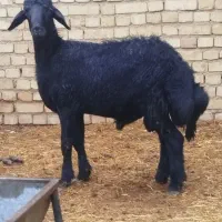 بره قوچ.قره قزل.میش.شیشک