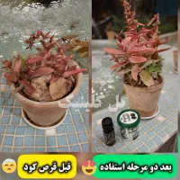 قرص کود ۱۲۰عددی هیومیک اسید