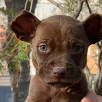 پیتبول رد نویز|سگ|اردبیل, |دیوار