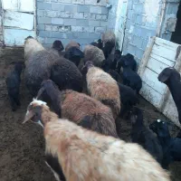 گوسفند بره دار|حیوانات مزرعه|ماهنشان, |دیوار