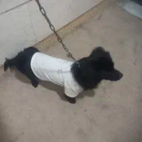 سگ اشپیتز نر ۸ ماهه|سگ|گرگان, |دیوار