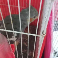 عروس هلندی|پرنده|مشهد, تربیت (صدف)|دیوار