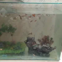 آکواریوم بزرگ شیشه خم شرکتی