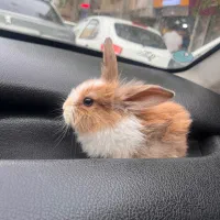 خرگوش لوپ