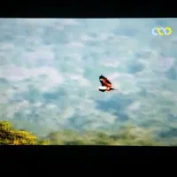 اسنوا  ال ای دی هوشمند اسنوا 43 اینج   full hd|تلویزیون و پروژکتور|ارومیه, |دیوار