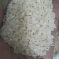 برنج کامفیروز اصل اصل