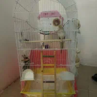 عروس هلندی مولد|پرنده|کوهدشت, |دیوار