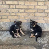 سگ ژرمن ۳ ماهه|سگ|شریف‌آباد, |دیوار