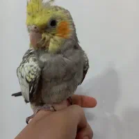 طوطی عروس هلندی|پرنده|بهبهان, |دیوار