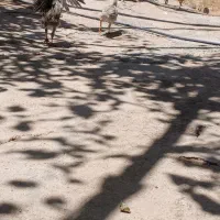 بوقلمون و جوجه