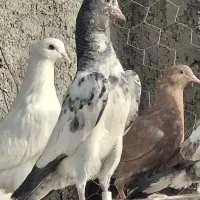 چند عدد جوجه تیدی پیورپاکستانی  اصل