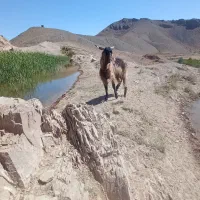 چبش فروشی