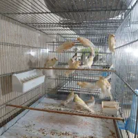 فروش قناری موزاییکی