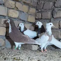 رنگه والمانی پرشی|پرنده|تربت‌حیدریه, پائین ولایت|دیوار