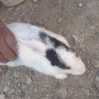 خرگوش