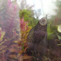 کت پوزه بوته ای مولد