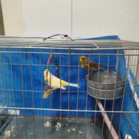 پرنده قناری