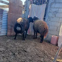 نره گوسفند|حیوانات مزرعه|گرگان, |دیوار